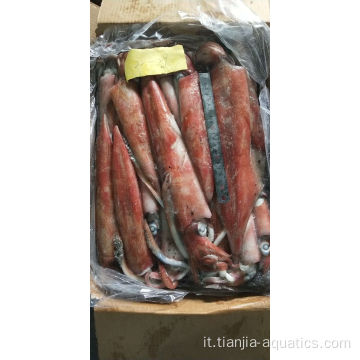 Nuova cattura di calamari Loligo Chinensis congelati